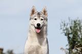 SIBERIAN HUSKY 310